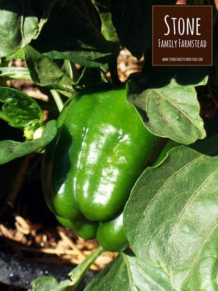 This fertilizer has much less nitrogen, but provides plenty of phosphate and potassium for pepper pod production. Banana Peel Fertilizer Benefits and Uses | Banana peel, Pepper plants, Stuffed peppers