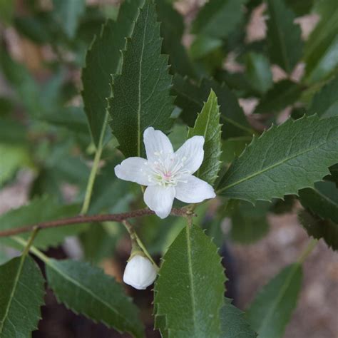 Growing conditions for purple waffle plant. Hoheria sexstylosa 'Snow White' - Big Plant Nursery