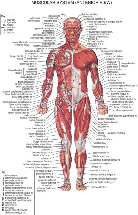 Maybe you would like to learn more about one of these? Female Muscular System Diagram Anatomy | MedicineBTG.com