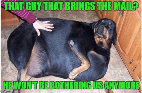 Im the fatest dog in the world i take it as a accomplishment. 50+ Funniest 🤣 Fat Dog Memes On The Internet | Guaranteed ...
