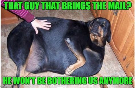 Search, discover and share your favorite doge meme gifs. 50+ Funniest 🤣 Fat Dog Memes On The Internet | Guaranteed to LOL