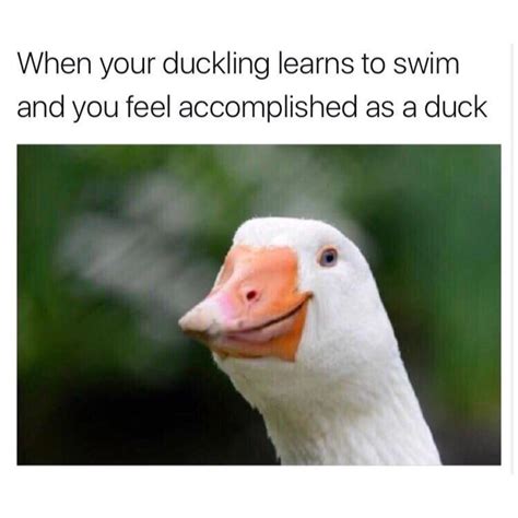 Duck Parenting 101 : memes