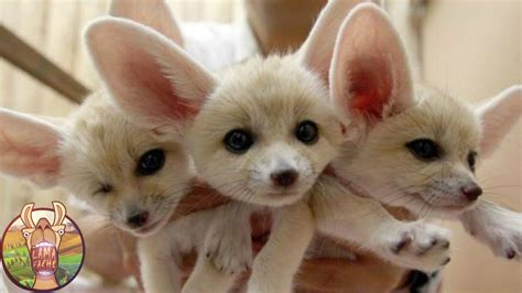 Le monde secret des animaux : Les ANIMAUX les plus MIGNONS du monde | Lama Faché - YouTube