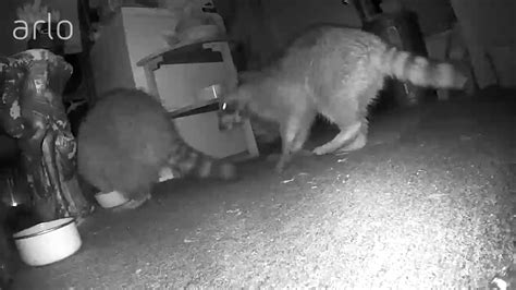 That can lead to enormous power struggles and trust issues and regular fights. Raccoons eating and fighting over food - YouTube