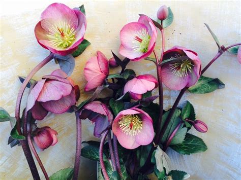 It makes a great groundcover under trees or in wooded settings. Monrovia Penny's Pink Lenten Rose. #lowes #lawn&garden # ...