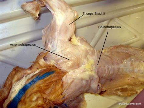 If you find any questions that are not present here or if your score was not 100% with. Cat Muscles