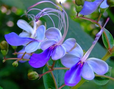 Placement of order does not always confirm it will ship exactly as ordered or exactly all on that ship date, but we will do the best to get it done and confirmation should be given within 1 business day. VERBENACEAE 馬鞭草科 - Blue Butterfly (Clerodendrum ugandense ...