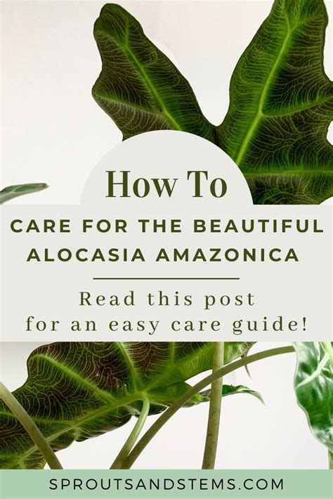 4,836 likes · 2 talking about this. Monstera Leaves Curling Inward - BacaanKita