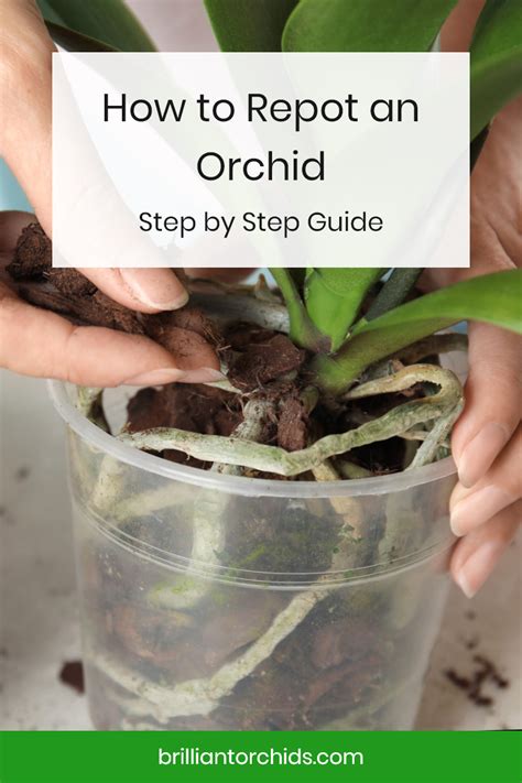 You can make your own custom orchid mix, but you first need to become familiar with the needs of your particular plant. How to Repot an Orchid: Step by Step Guide in 2020 ...