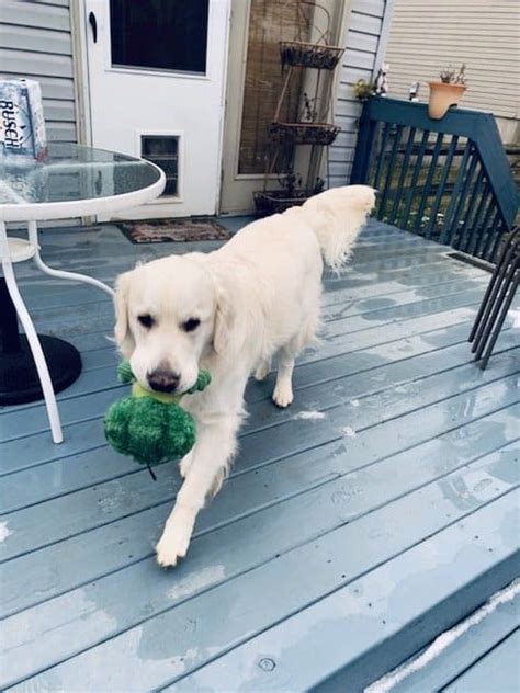 We are accepting reservations for our winter litters. Testimonials - English Cream Golden Retriever Puppies ...