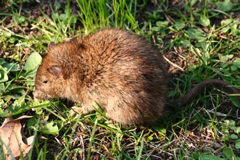 Mit unseren tipps finden sie die richtigen lösungen. Wanderratten