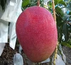 The dream of miyazaki mango was seeded by farmers who wanted to become mango growers in 1985. Egg Of The Sun | Miyazaki | Surjo Dim Mango Tree Plant ...