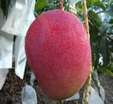 But can you imagine each fruit being carefully hung and packed so that when it becomes ripen, it will fall into the net? Egg Of The Sun | Miyazaki | Surjo Dim Mango Tree Plant ...