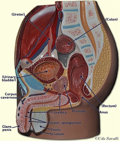 Start studying male anatomy labels. Male pelvis labeled | A&P.6.Continuity | Reproductive system, Anatomy, Human development