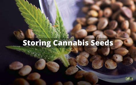 Top cannabis seed banks, comparisons & reviews of the best online weed seed shops. Storing Cannabis Seeds for years | Best Seed Bank