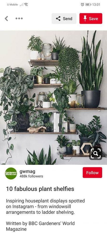 Pokok ini tak perlukan cahaya yang banyak dan juga tidak perlu disiram selalu. Ini Senarai Pokok Indoor Mudah Jaga, Nak Biakkan Pun ...