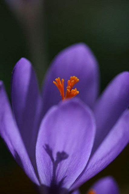 It is also known as saffron instructions on how to grow saffron crocus at home from bulbs or seeds or corms are given. 63 Best images about Growing Saffron on Pinterest | Get ...