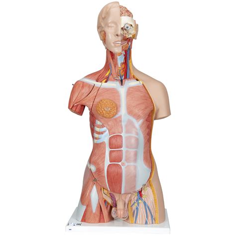 Our engaging videos, interactive quizzes this article will give you an overview of the torso musculature and serve you as a hub from which you can. Human Torso Model | Life-Size Torso Model | Anatomical ...