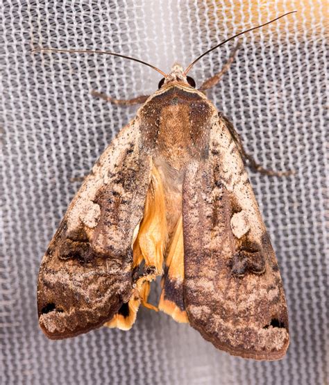 I returned to find they had found a rather large moth in the kitchen, and had captured it into a container in the fridge for me; Maryland Biodiversity Project - Large Yellow Underwing ...