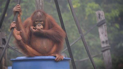 David attenborough introduces us to a family of orangutans that can paddle a boat, wash clothes, and love diy. Kebakaran hutan di Kalimantan meluas, orang utan terserang ...