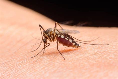 ✱ gejala demam berdarah jika seseorang telah tergigit oleh salah satu nyamuk yang membawa virus dengue, orang tersebut dipastikan akan. Virus Zika: Gejala, Penyebab, Cara Mengobati, dll ...