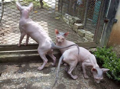 These cats often greet their owners when they come home and are very talkative. sphynx cat FOR SALE ADOPTION from Selangor Kajang @ Adpost ...