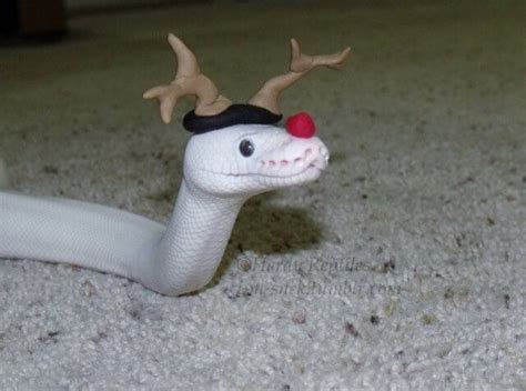 Cute Snakes with Hats Pictures & Information about Best ...