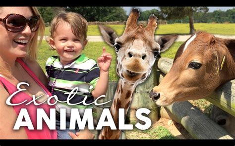 The camelcamelcamel platform is defined as following amazon's free price that tracks millions of products and notifies us when prices drop, so that buying is easier for us. Exotic Animals at Lazy 5 Ranch North Carolina | AMaeTV