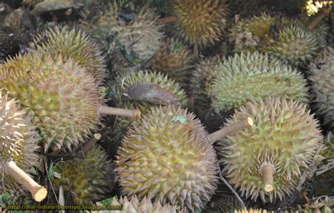 Hunting for malaysian king of fruits durian at one of its famous farm in malaysia i.e batu kurau, perak. Cinta hati mummy dan daddy... Irdina & Qisya: Batu Kurau ...