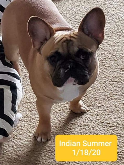 The short coat of the french bulldog only requires an occasional brushing. Pin by ♡ Ꭿmerikanischen ♡ Clarke on Ꭿre ℒittle ℱamily ️ ️ ...