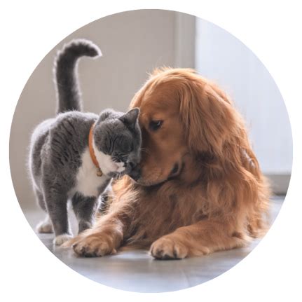 Staffed by pet lovers with over 30 years of experience, rainbow grooming salon has been grooming all breeds of dogs in south florida since 2014. Mobile Pet Grooming Miami | Dog Grooming Miami | Pet ...