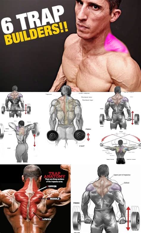 The idea behind having great trap muscles is to not only work the upper traps, but the entire muscle group in order to get the desired results. How to Shrugs for Muscle Growth Traps | Guide