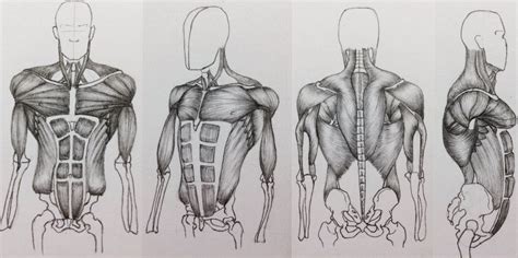 The muscles of the shoulder are associated with movements of the upper limb. Torso Muscles: 4 views by BillyDoubleU on DeviantArt ...