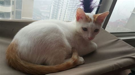 Their skin is the color that their fur would be, and all the usual cat markings (solid, point, van, tabby a male purebred sphynx in the mink pattern. Domestic Short Hair Kitten Adopted - 4 Years 10 Months ...