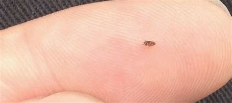 Like 'weed' to a gardener can mean any plant. Your Guide to Preventing and Eliminating Flea Infestation ...