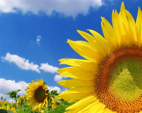 Daily additions of new, awesome, hd. High Quality Sunflower Wallpapers | HD Wallpapers | ID #5727