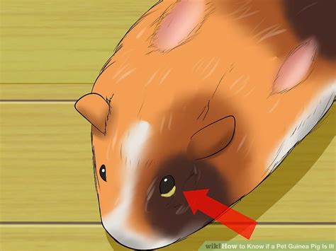 For cancers that are localized to a single location, surgery or radiation may be recommended instead of chemotherapy. How to Know if a Pet Guinea Pig Is Ill: 11 Steps (with ...