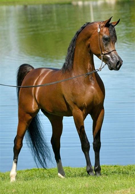 How to be more beautiful? Vegas DPA (US) 2007 Bay Arabian stallion. EF Kingston ...