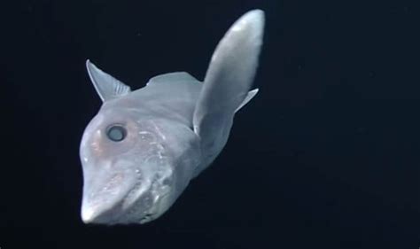 Also known as the elephant shark, the australian ghost shark is a small species of shark growing to only 4 ft (1.2 m) in length. Ghost Shark older than dinosaur filmed for the first time ...