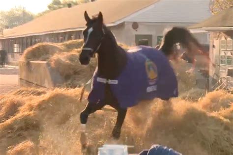 The 2019 kentucky derby will take place on may 4, 2019. Think wide receivers are divas? Just wait until you see Kentucky Derby contender Midnight ...