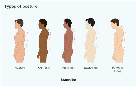 Find out what they all do in this bitesize science video for ks3. What Organ Is Located In Lower Back Of Head - Magnetic ...