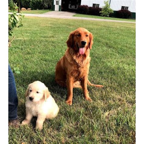 Many puppies are in training to be a service dogs. 6 beautiful, deep red golden retriever puppies available ...