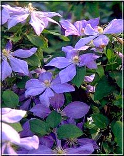 Rubens) to popularna i obficie kwitnąca odmiana, której pądy dorastają do 8 m długości. Clematis Mrs Cholmondeley - Powojnik Mrs Cholmondeley ...