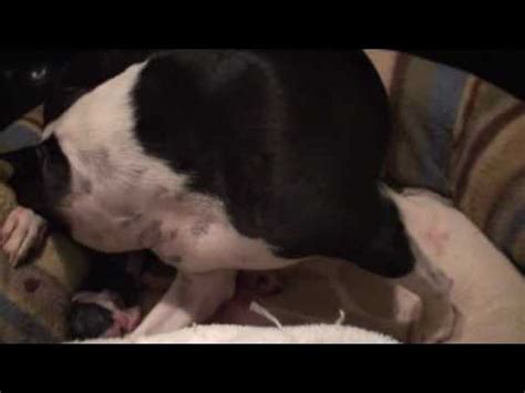 Make sure that the puppies get to nurse and your dog. Boston Terrier Puppies Being Born - YouTube