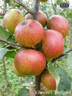 Many of our customers have ordered our bare root fruit trees, berries and other plants either online or through our mail order catalog for many years. Buy Chivers Delight Online | CRJ Fruit Trees Nursery UK