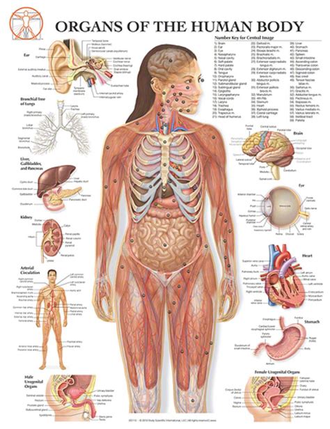 i lee, j.y., istook,c.l., nam, y. Female Human Body Organs Diagram | Human Anatomy Body ...