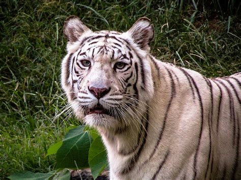 Explore more searches like logo macan putih. Macan Putih - Rahman Gambar