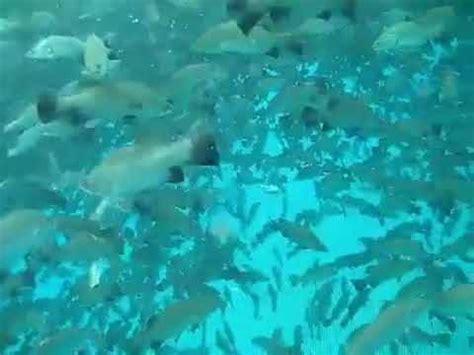 We did not find results for: Ratusan ikan siakap putih wow mantap - YouTube