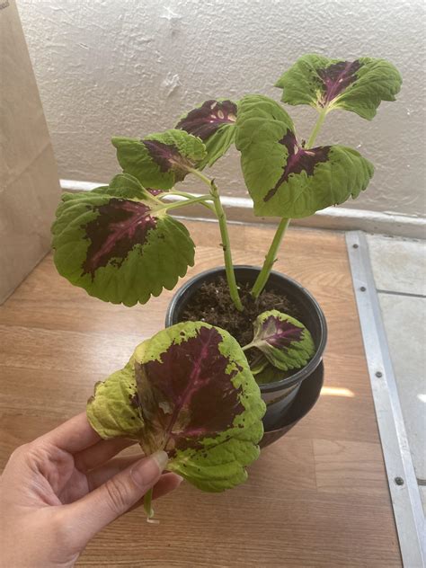 Get growing tips, read common questions, and learn about coleus from gardening experts at burpee. My coleus is in trouble. The leaves are wilting and ...