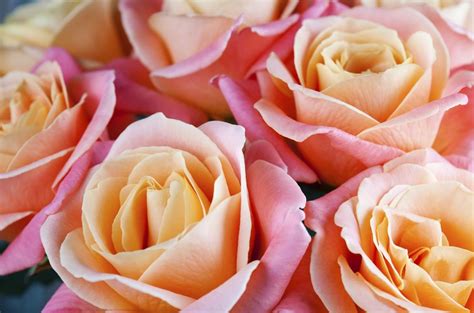 Je to den, kdy se tradičně posílají dárky, květiny, cukrovinky a pohlednice s tematikou stylizovaného srdce. Kudy z nudy - Romantické tipy na den sv. Valentýna